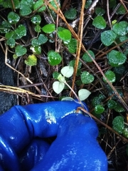 Nertera dichondrifolia