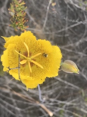 Calochortus weedii
