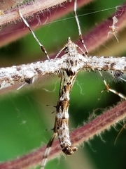 Amblyptilia pica
