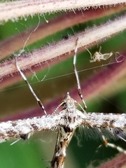Amblyptilia pica