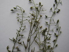 Thesium linophyllon