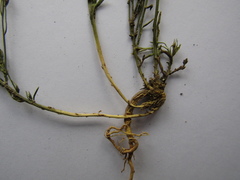 Thesium linophyllon