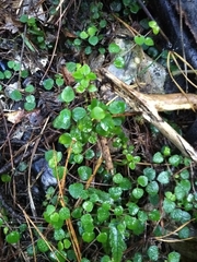 Nertera dichondrifolia