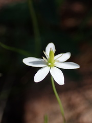 Meconella denticulata