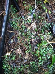 Nertera dichondrifolia