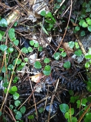 Nertera dichondrifolia