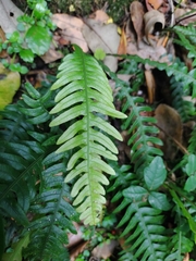 Blechnum mochaenum