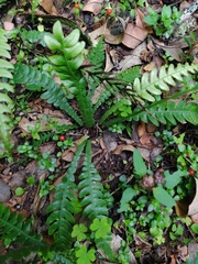 Blechnum mochaenum