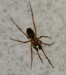 Stemonyphantes lineatus