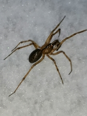 Stemonyphantes lineatus