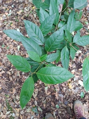 Elytropus chilensis