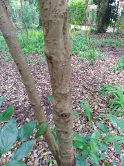 Elytropus chilensis
