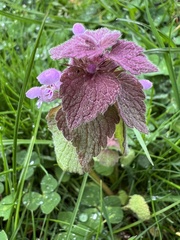 Lamium purpureum