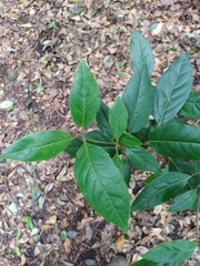 Elytropus chilensis