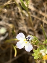 Downingia ornatissima