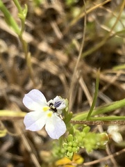 Downingia ornatissima