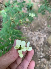Acmispon grandiflorus