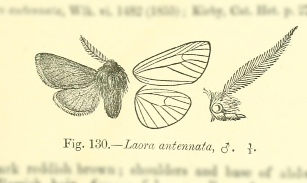 Paracles antennata