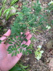 Acmispon grandiflorus