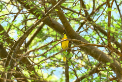 Telophorus sulfureopectus similis