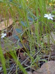 Meconella denticulata