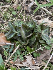 Trillium sessile