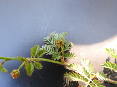 Desmanthus acuminatus