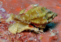 Fasciolariidae