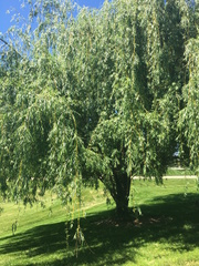 Salix × fragilis vitellina