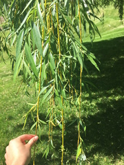 Salix × fragilis vitellina