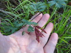 Desmanthus acuminatus