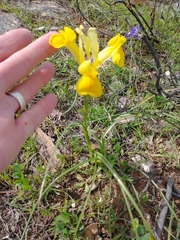 Iris xiphium lusitanica
