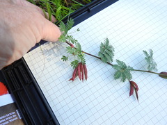 Desmanthus acuminatus
