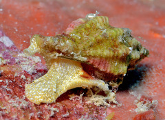 Fasciolariidae
