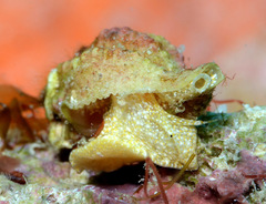 Fasciolariidae