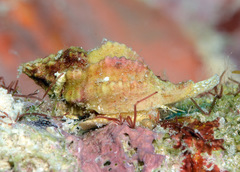 Fasciolariidae