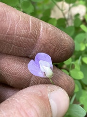 Lathyrus torreyi