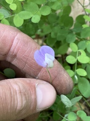 Lathyrus torreyi
