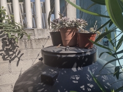 Anolis sagrei