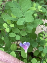 Lathyrus torreyi