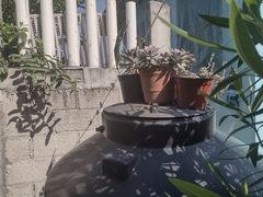 Anolis sagrei