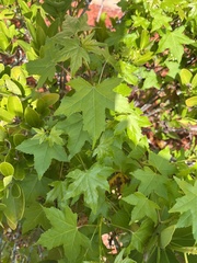 Liquidambar styraciflua image
