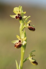 Ophrys sphegodes