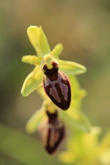 Ophrys sphegodes