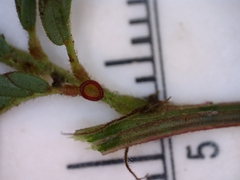 Desmanthus acuminatus