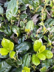 Euodynerus apopkensis