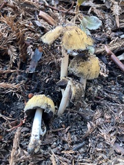 Coprinellus bipellis