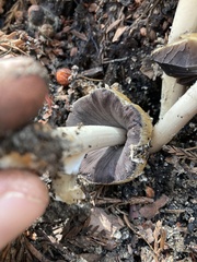 Coprinellus bipellis