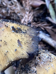 Coprinellus bipellis