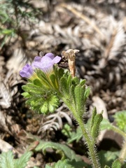 Phacelia suaveolens var. suaveolens